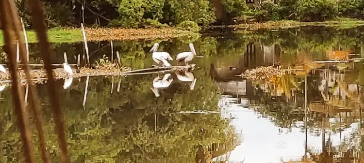 Hotels near Bolgoda Lake