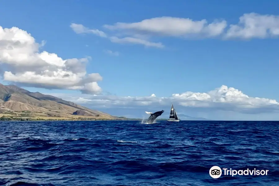 GungHo Sailing - Private Charters on Maui