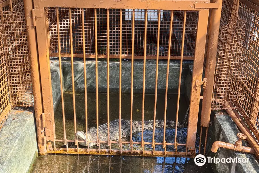 熱川香蕉鱷魚園