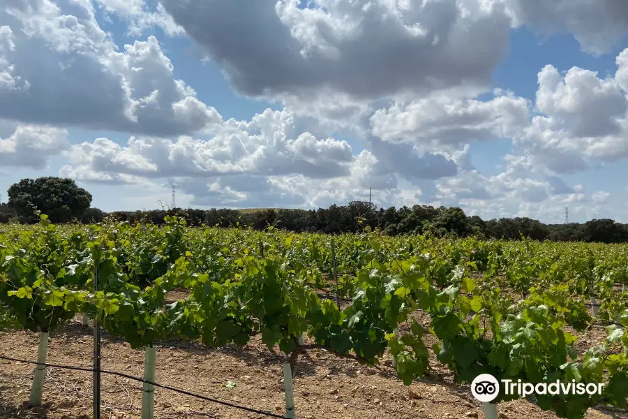 Bodegas Aldonza