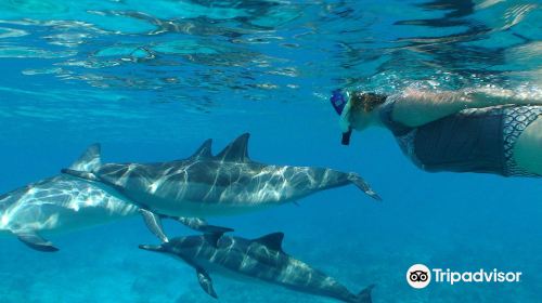 Manta Ray Dives of Hawai‘i