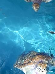 Sea Turtle Hatchery