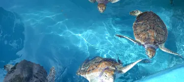 Sea Turtle Hatchery