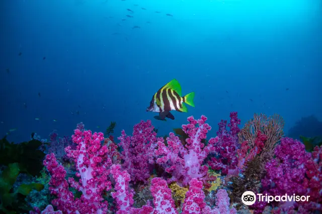 Scuba Diving in Seogwipo