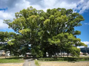 Kamo no Okusu