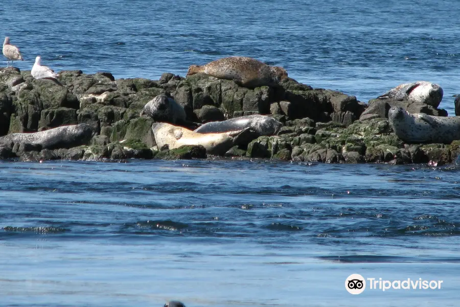 Brier Island Whale and Seabird Cruises