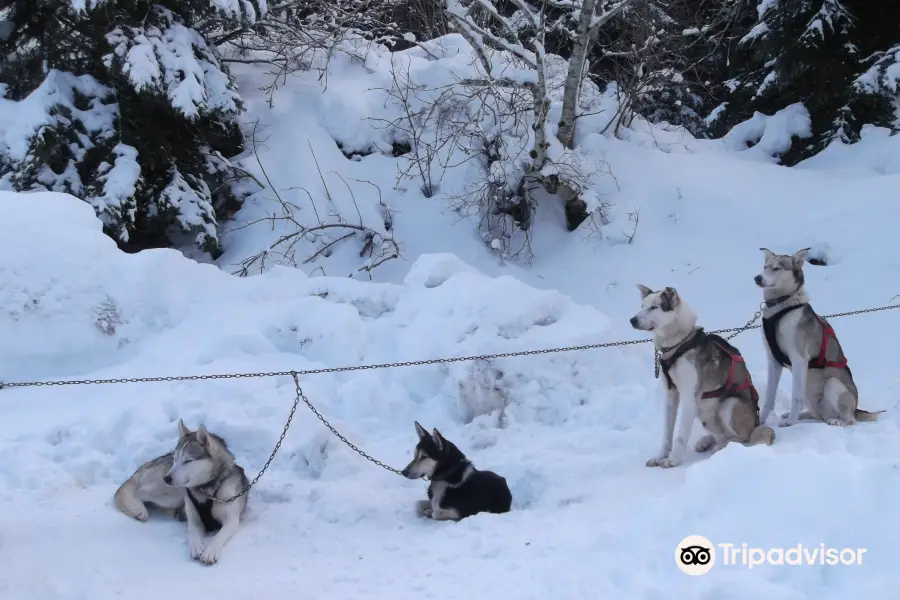 Chien de Traineau Vercors