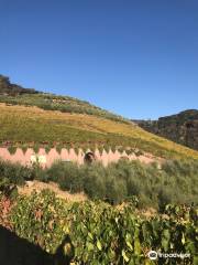 Petroni vineyard