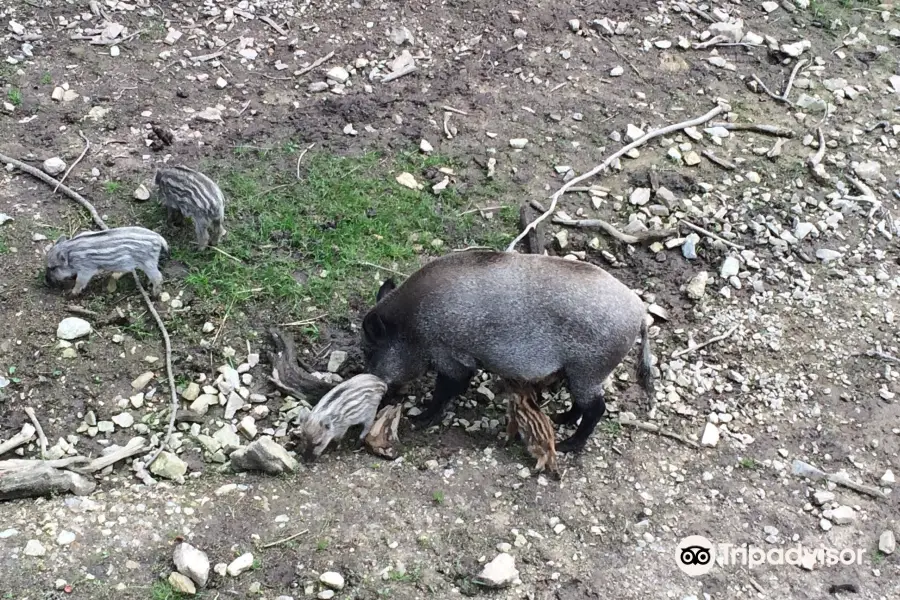 Wildpark Waldhaus Mehlmeisel