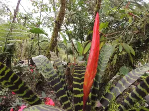 Parque Etnobotanico Omaere