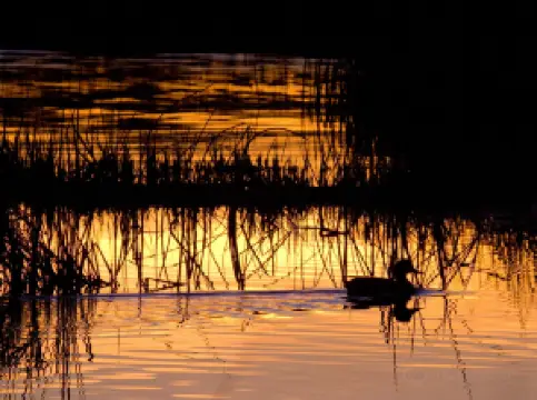 Sacramento National Wildlife Refuge