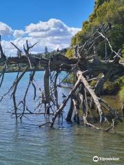 Orakei Basin