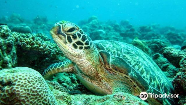 Tamarin Ocean Pro Diving Center