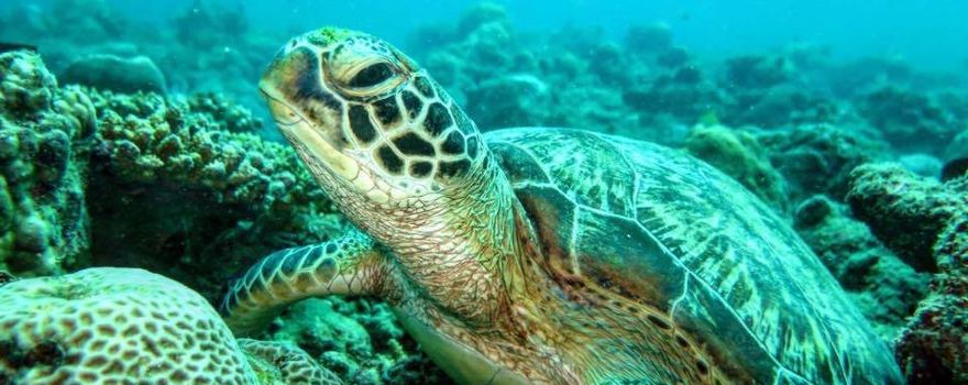 Tamarin Ocean Pro Diving Center