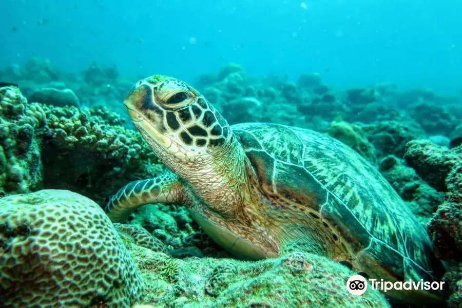 Tamarin Ocean Pro Diving Center