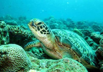 Tamarin Ocean Pro Diving Center