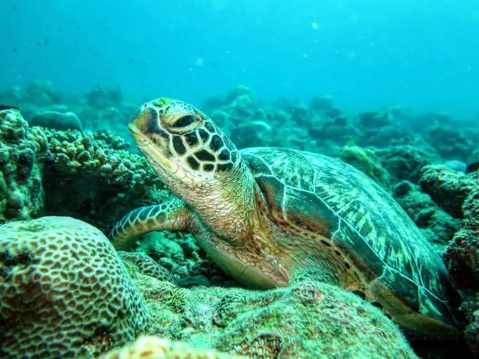 Hotels in der Nähe von Tamarin Ocean Pro Divingcenter