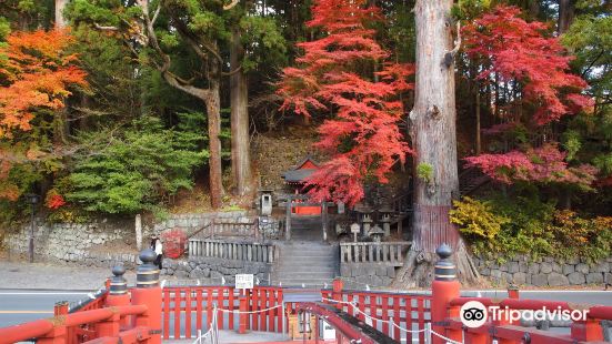 Taro Sugi Japanese Cedar Tree