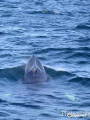 Whitby Whale Watching