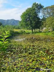 ひるがの湿原植物園