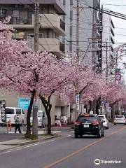 Okan-zakura no Namiki-michi (Cherry Tree-lined Avenue)