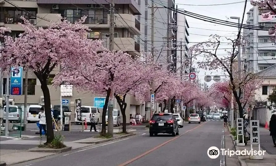 Tree-lined Road of Okanzakura