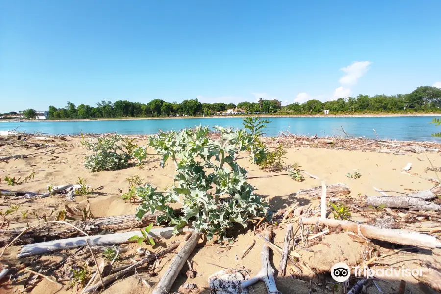 Riserva Naturale Foce Del Tagliamento