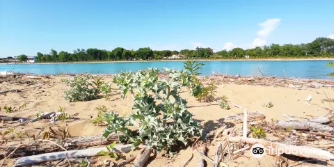 Riserva Naturale Foce Del Tagliamento