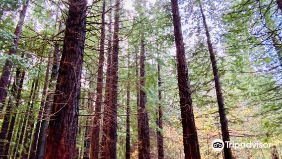 Monumento Natural de las Secuoyas del Monte Cabezón
