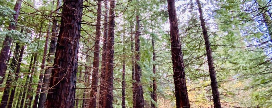 Sequoia Forest