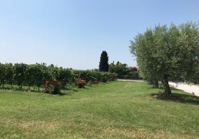 Azienda Agricola Bulgarini - Cantina Bulgarini