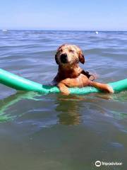 Islamorada - Dog Beach