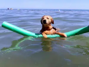 Islamorada - Dog Beach