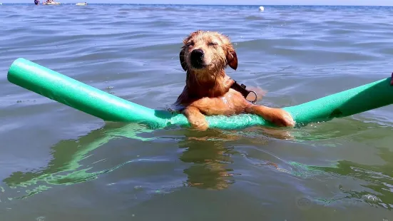 Islamorada - Dog Beach