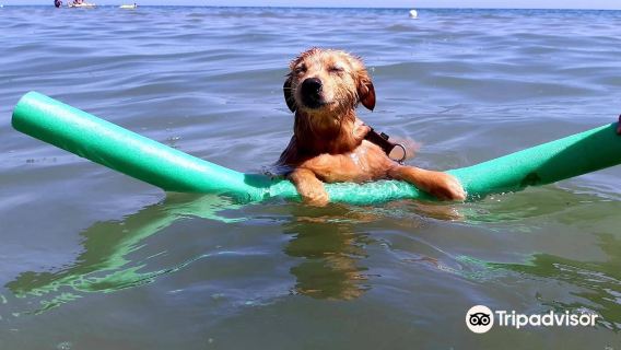 Islamorada - Dog Beach