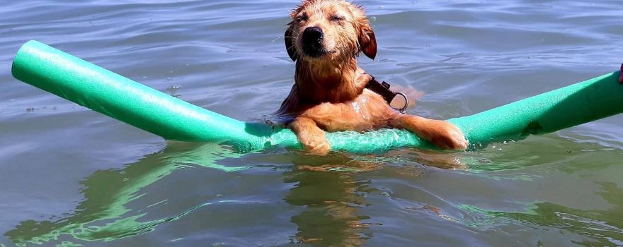 Islamorada - Dog Beach