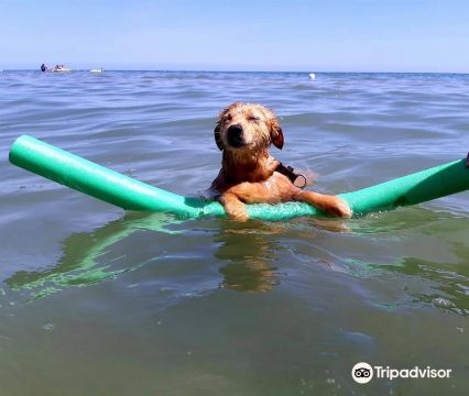 Islamorada - Dog Beach