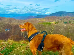 Point Lookout Vineyards