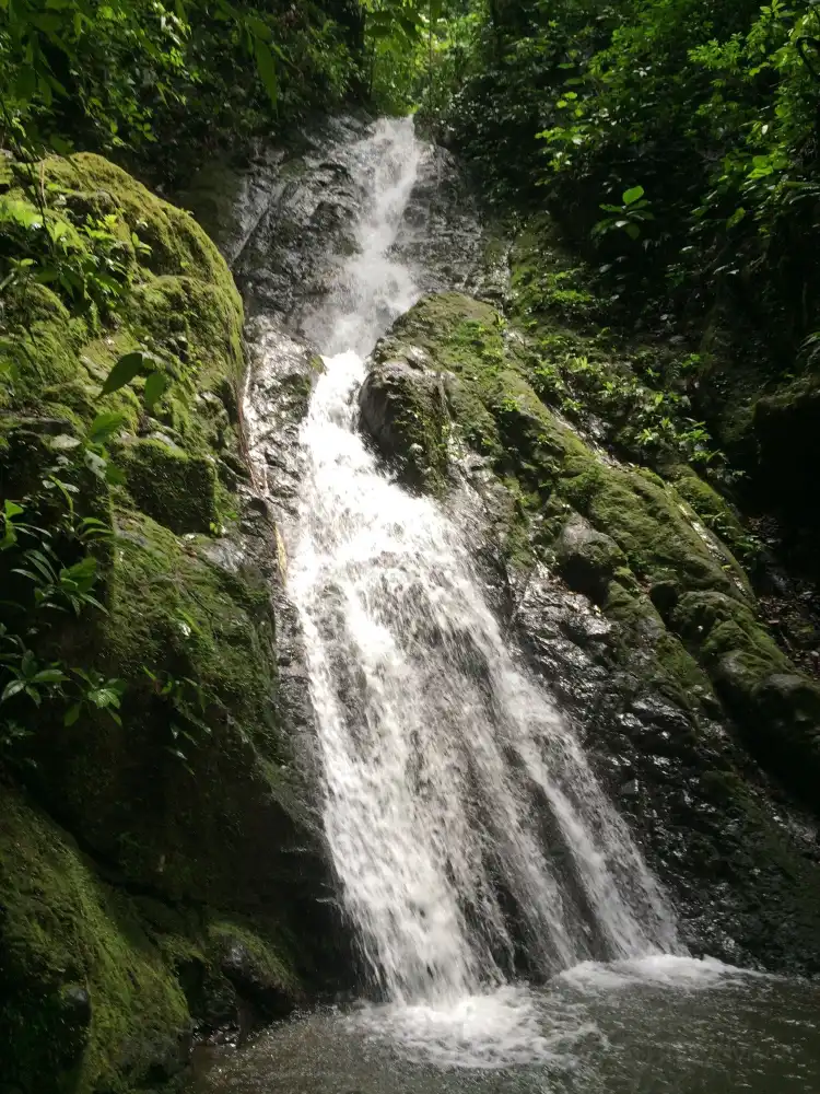 Parrita
