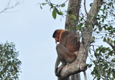 Tanjung Puting National Park