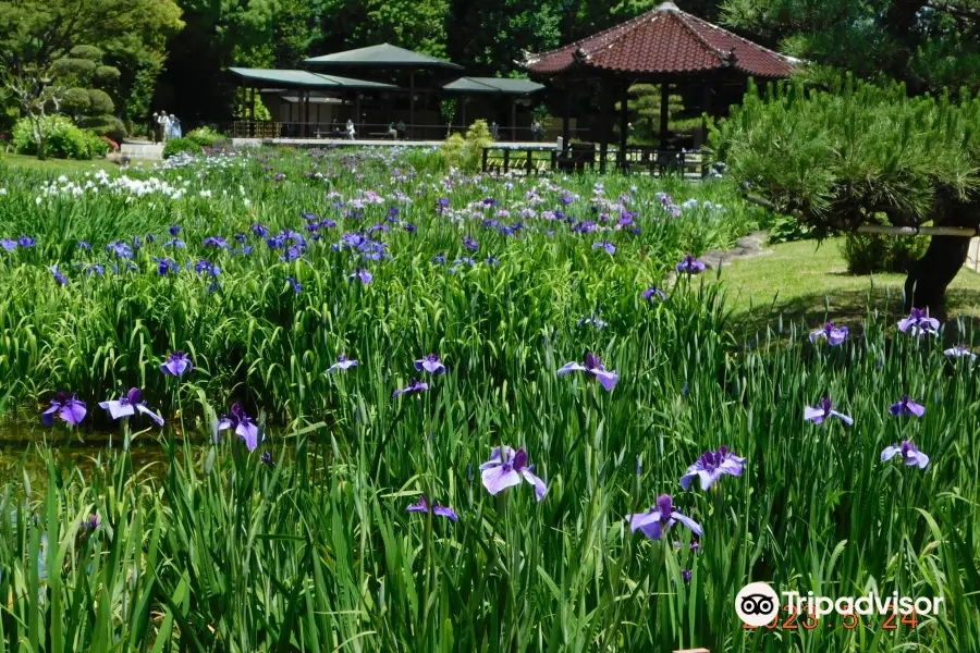 城北公園菖蒲園