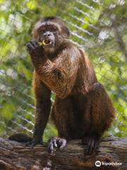 Akumal Monkey Sanctuary & Rescued Animals