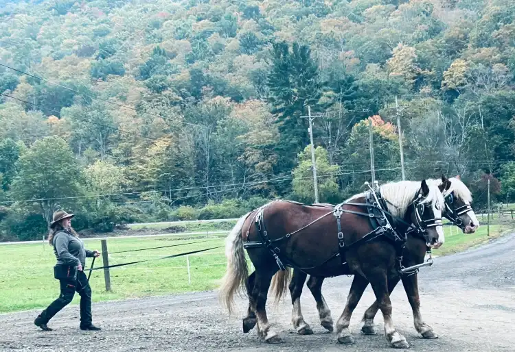 فنادق في Tioga County