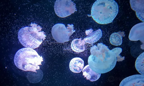 Institute of Marine Science