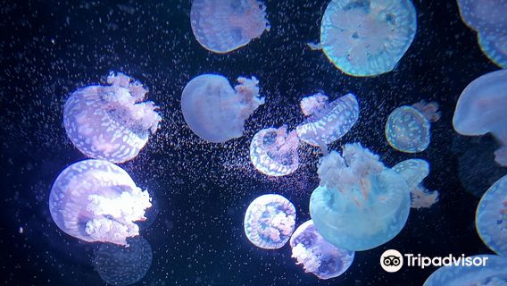 Institute of Marine Science