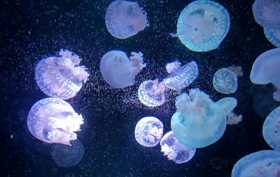 Hotels near Institute of Marine Science