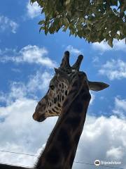 漢密爾頓動物園