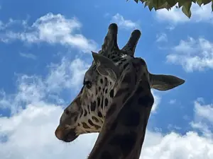 漢密爾頓動物園