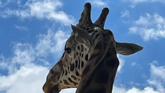 漢密爾頓動物園