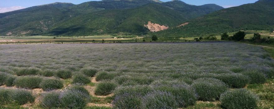 Little Rose Fields